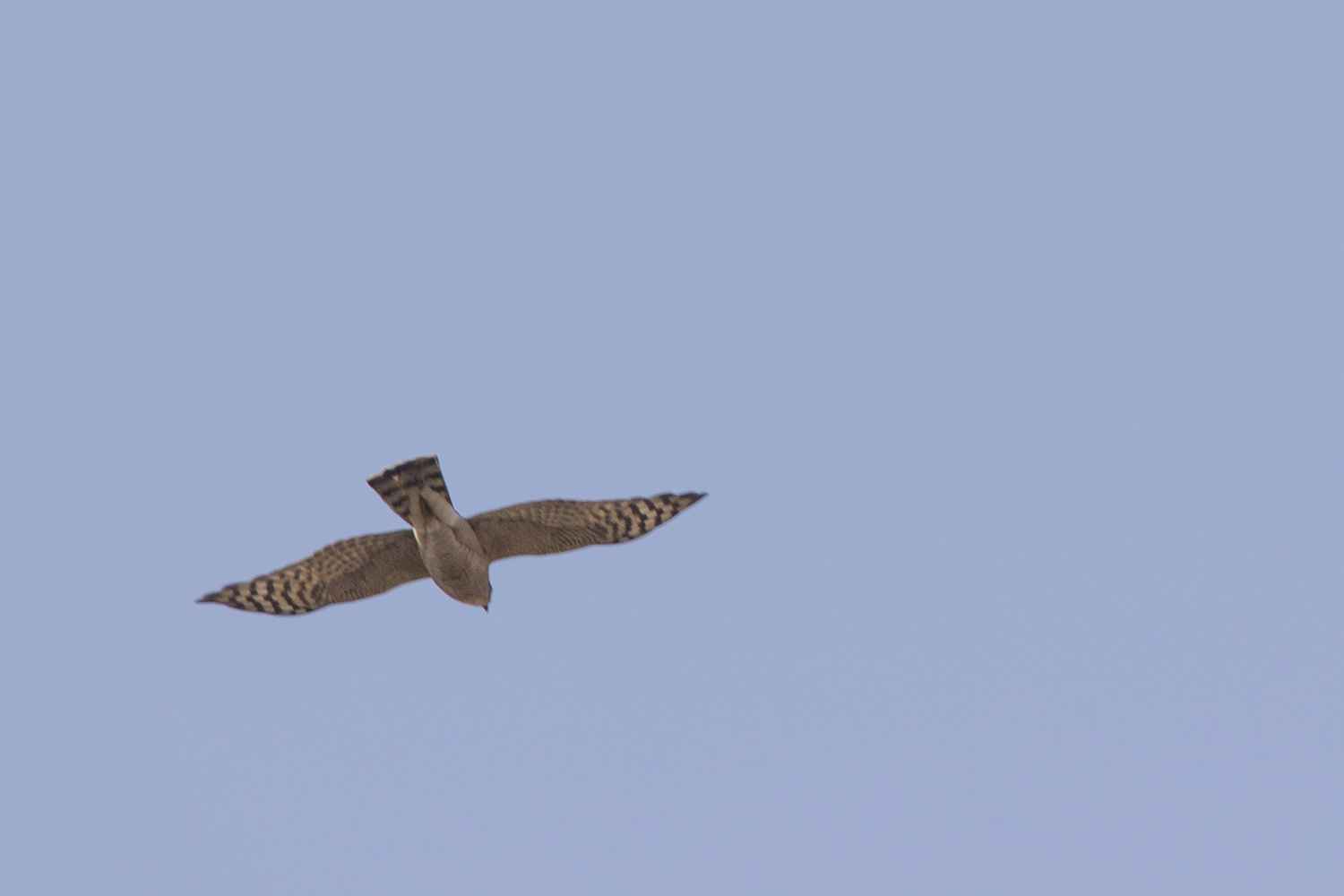 Eurasian Sparrowhawk